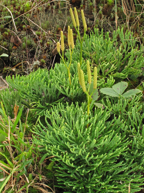 Lycopodium tristachyum (Deeproot club-moss) #40202