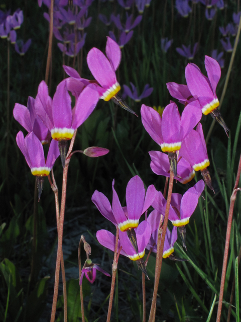 Dodecatheon pulchellum (Darkthroat shooting star) #40205