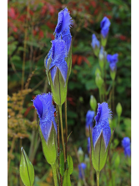 Gentianopsis crinita (Greater fringed gentian) #40224