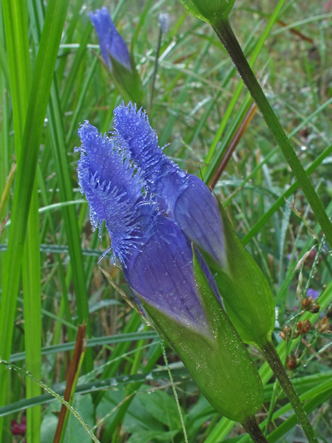 Gentianopsis crinita (Greater fringed gentian) #40225