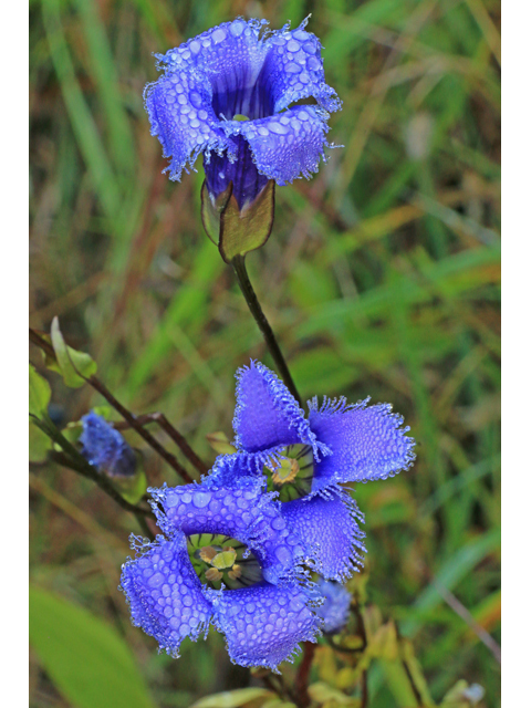 Gentianopsis crinita (Greater fringed gentian) #40226