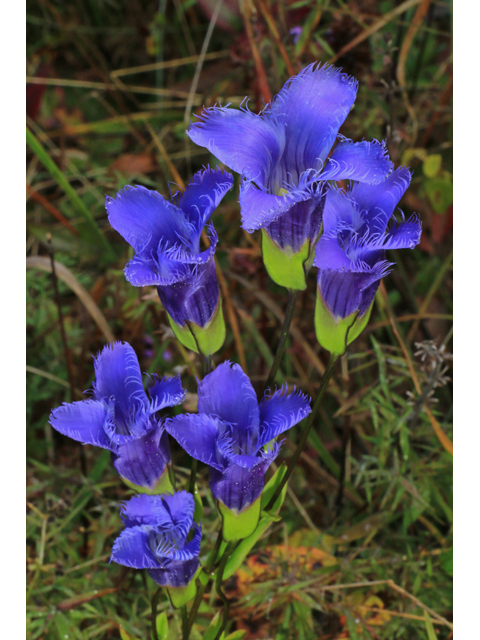 Gentianopsis crinita (Greater fringed gentian) #40227