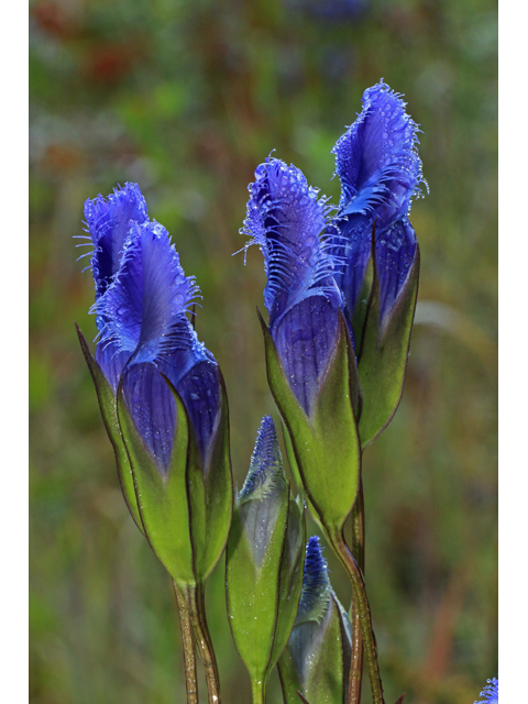 Gentianopsis crinita (Greater fringed gentian) #40229