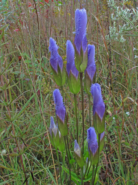 Gentianopsis crinita (Greater fringed gentian) #40230