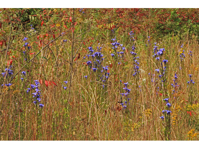 Gentianopsis crinita (Greater fringed gentian) #40231