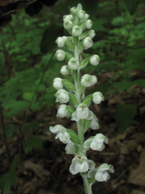 Goodyera pubescens (Downy rattlesnake plantain) #40232