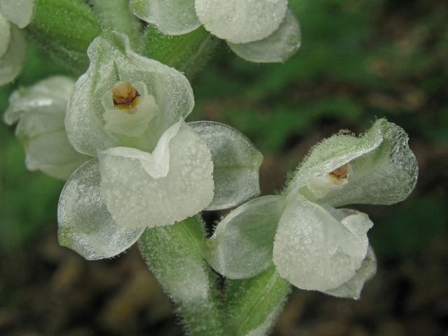 Goodyera pubescens (Downy rattlesnake plantain) #40233