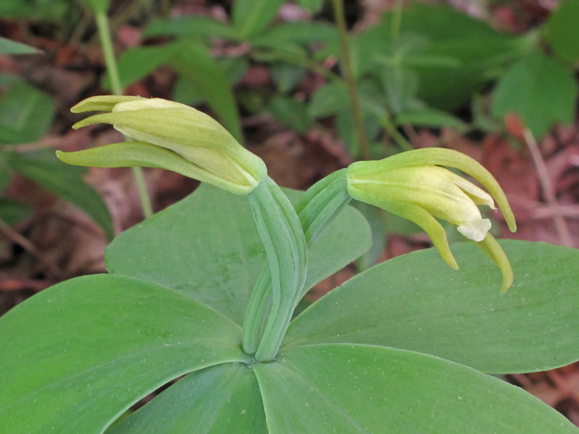 Isotria medeoloides (Small whorled pogonia) #40250