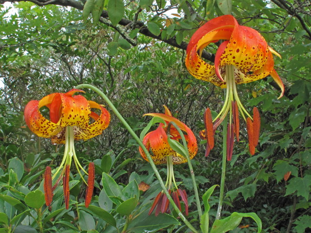 Lilium michauxii (Carolina lily) #40253