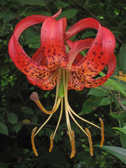 Lilium superbum (Turk's-cap lily) #40258