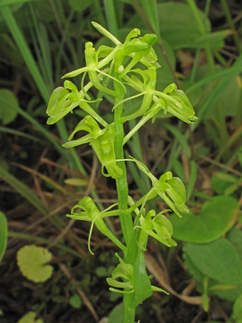 Liparis loeselii (Yellow widelip orchid) #40267