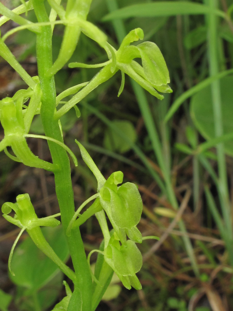 Liparis loeselii (Yellow widelip orchid) #40268