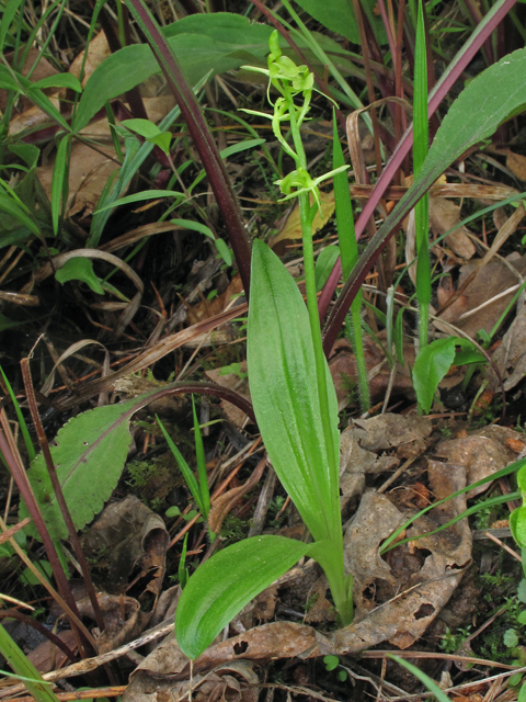 Liparis loeselii (Yellow widelip orchid) #40271