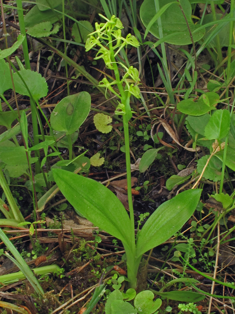 Liparis loeselii (Yellow widelip orchid) #40272