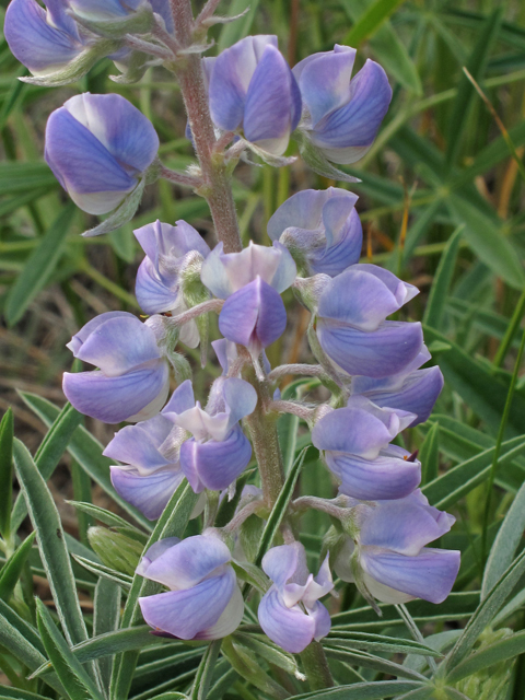 Lupinus argenteus (Silvery lupine) #40274