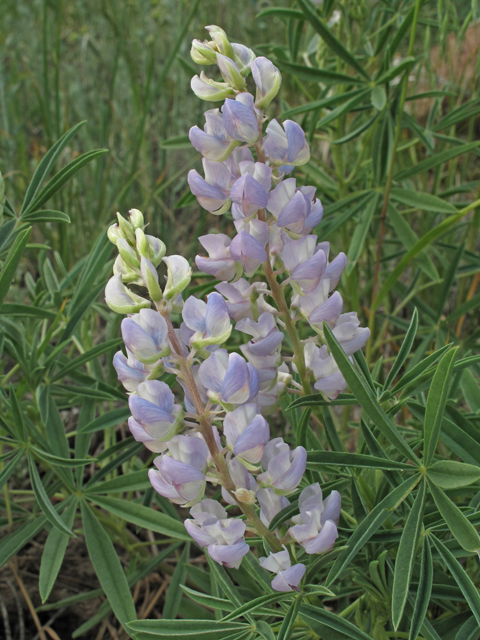 Lupinus argenteus (Silvery lupine) #40275