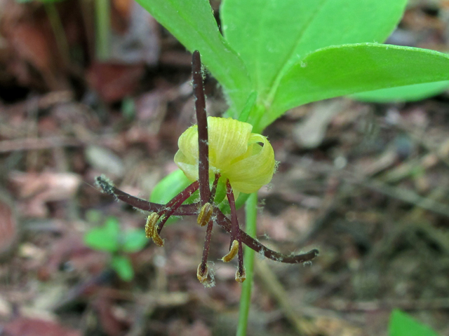 Medeola virginiana (Indian cucumber) #40285