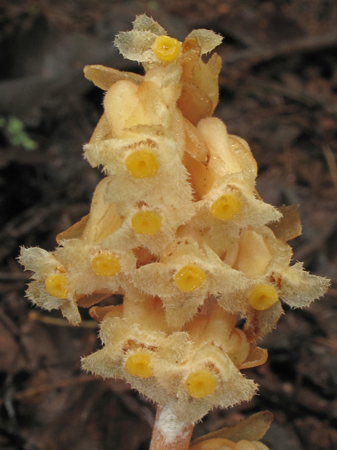 Monotropa hypopitys (Pinesap) #40287