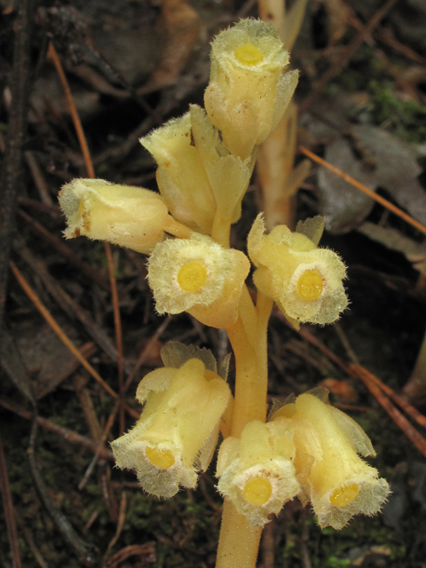 Monotropa hypopitys (Pinesap) #40288