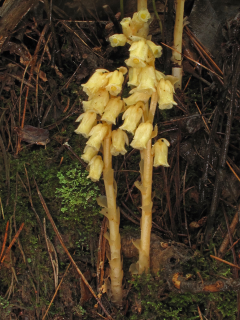 Monotropa hypopitys (Pinesap) #40289