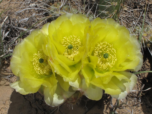 Opuntia polyacantha (Plains prickly pear) #40292