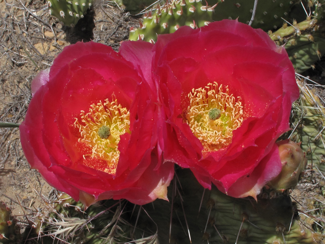 Opuntia polyacantha (Plains prickly pear) #40293