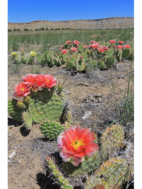 Opuntia polyacantha (Plains prickly pear) #40295