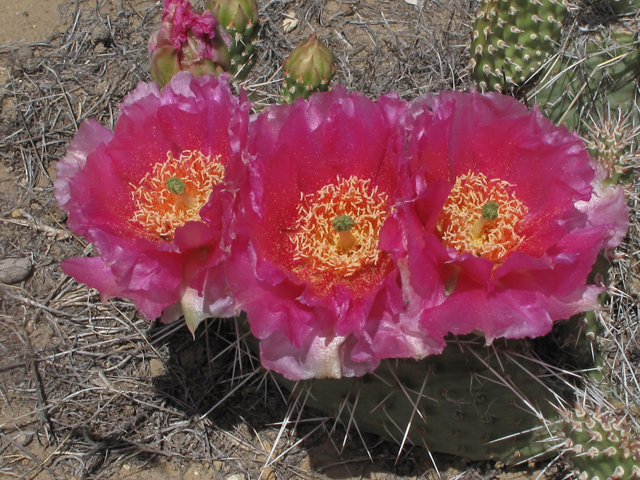 Opuntia polyacantha (Plains prickly pear) #40296