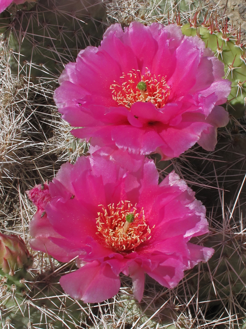 Opuntia polyacantha (Plains prickly pear) #40298