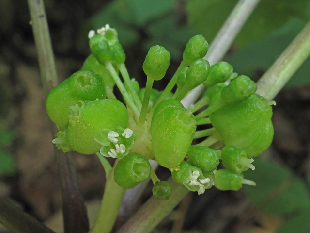 Panax quinquefolius (American ginseng) #40299