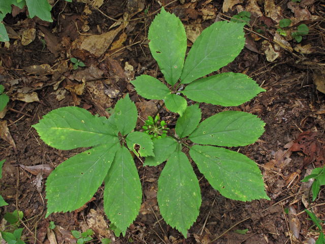 Panax quinquefolius (American ginseng) #40300