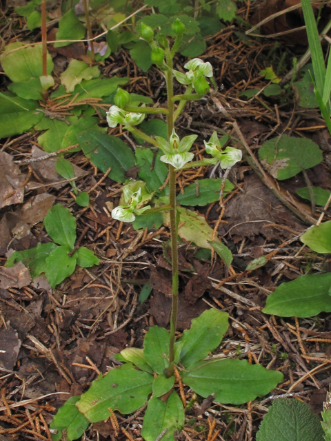 Ponthieva racemosa (Hairy shadow witch) #40327