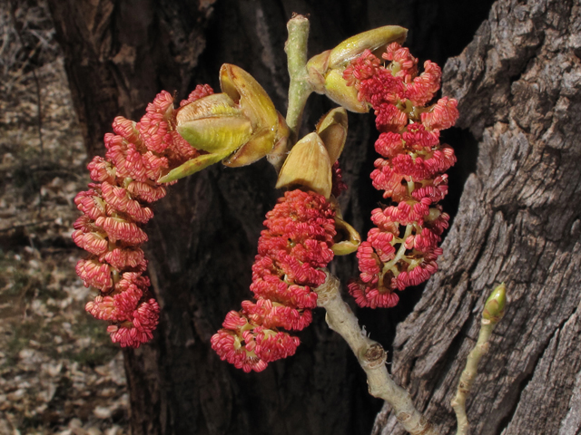 Populus fremontii (Fremont cottonwood) #40331