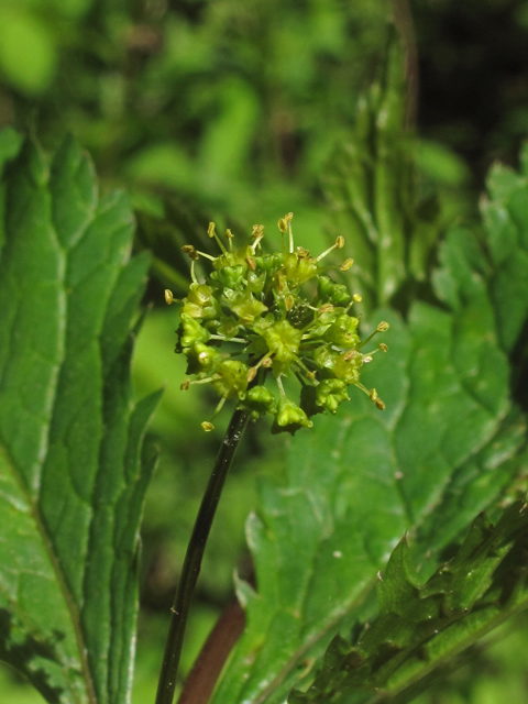 Sanicula odorata (Clustered blacksnakeroot) #40348