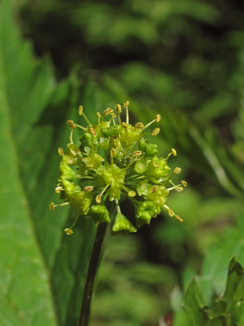 Sanicula odorata (Clustered blacksnakeroot) #40349