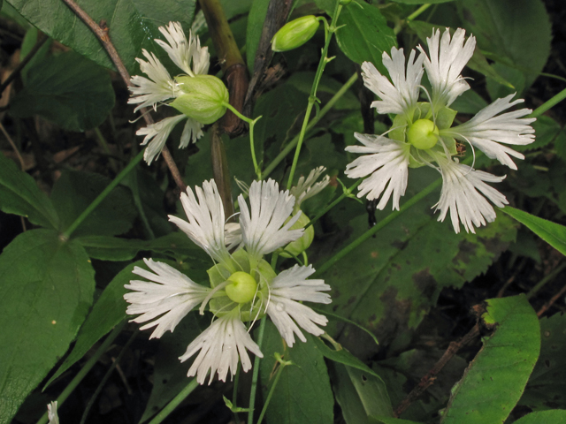 Silene stellata (Widow's frill) #40366