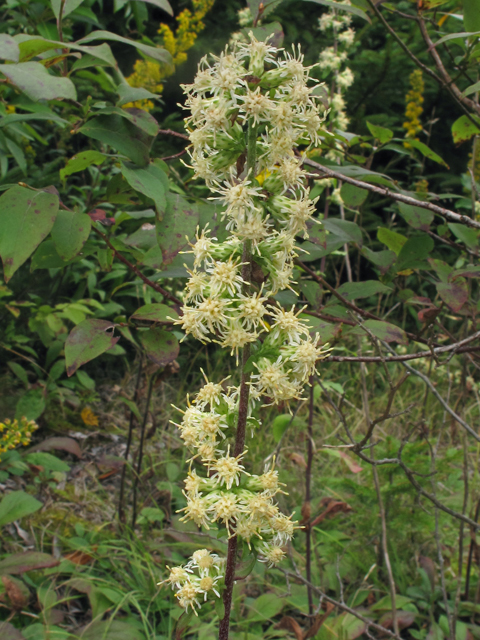 Solidago bicolor (White goldenrod) #40368