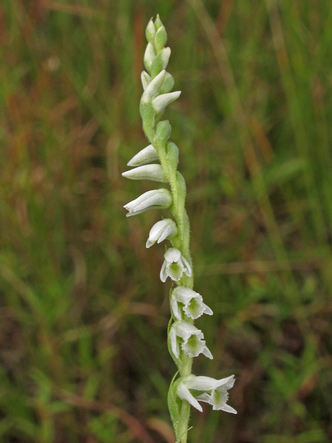 Spiranthes lacera var. gracilis (Southern slender ladies'-tresses) #40376