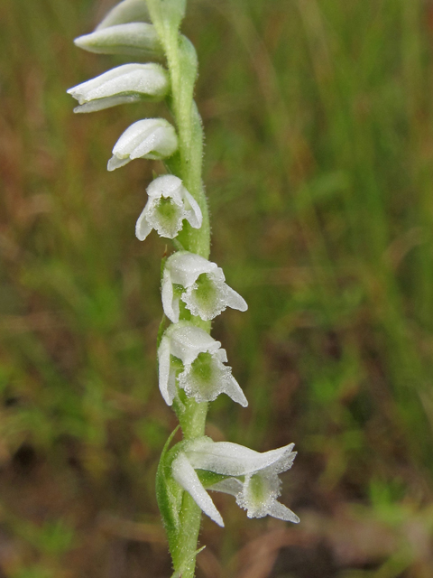 Spiranthes lacera var. gracilis (Southern slender ladies'-tresses) #40377