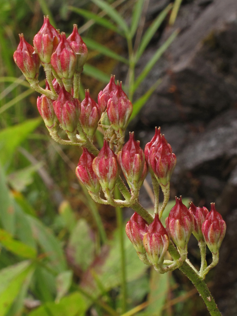 Triantha glutinosa (Sticky tofieldia) #40384