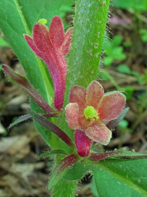 Triosteum aurantiacum (Orange-fruit horse-gentian) #40387