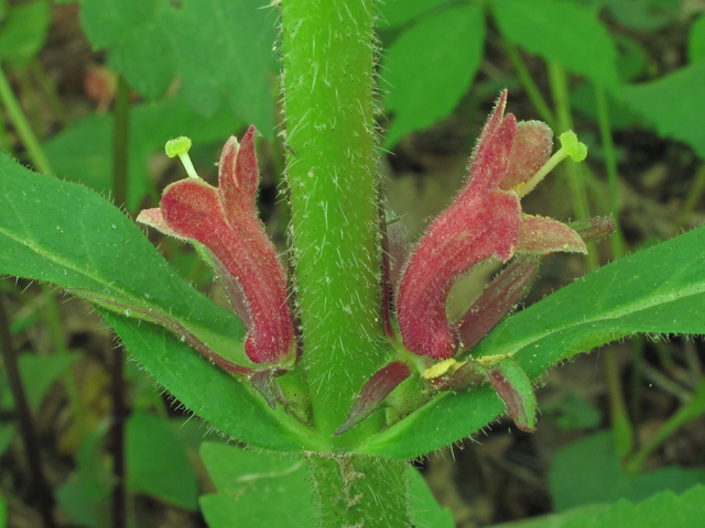 Triosteum aurantiacum (Orange-fruit horse-gentian) #40388