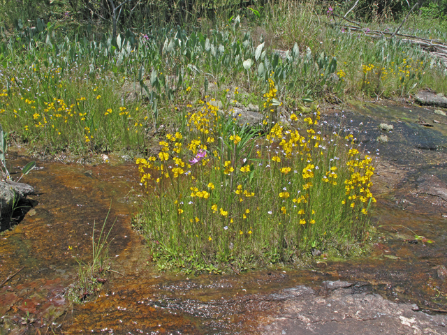 Utricularia cornuta (Horned bladderwort) #40395