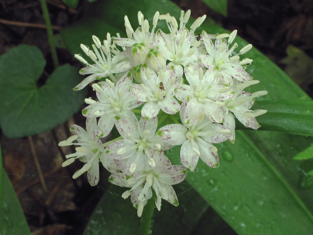 Clintonia umbellulata (White clintonia) #40660