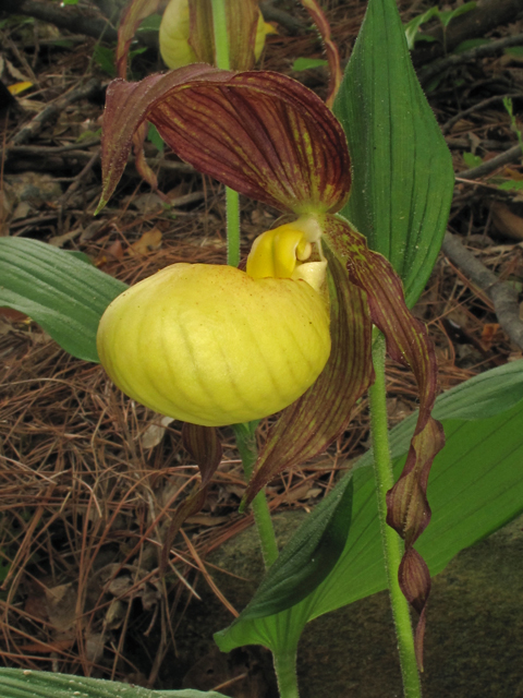 Cypripedium kentuckiense (Southern lady's-slipper) #40664