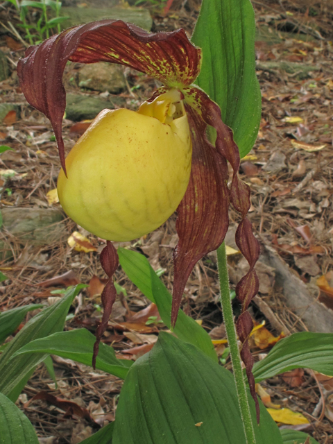 Cypripedium kentuckiense (Southern lady's-slipper) #40665