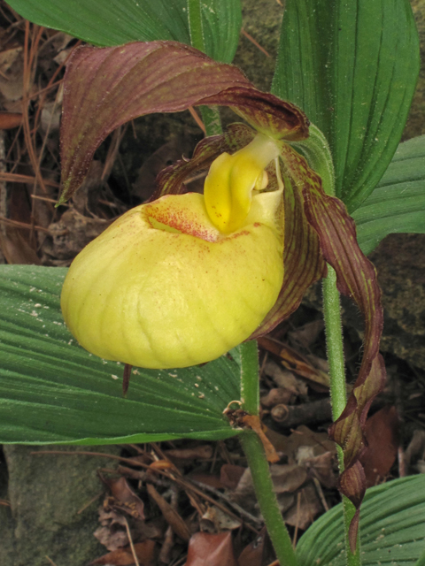 Cypripedium kentuckiense (Southern lady's-slipper) #40666