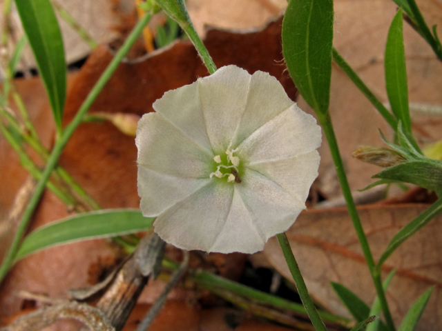 Evolvulus sericeus var. sericeus (Silver dwarf morning-glory) #40673