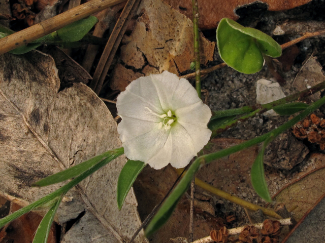 Evolvulus sericeus var. sericeus (Silver dwarf morning-glory) #40674