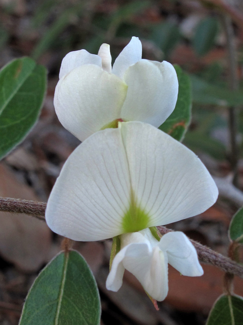 Galactia elliottii (Elliott's milkpea) #40676